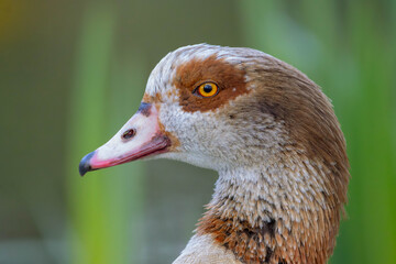 Close-up profile portrait of an Egyptian goose (Alopochen aegyptiaca) with a vibrant orange eye against a blurred green background © Yuliia