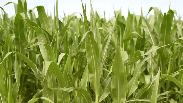 A close-up view captures green leaves of young corn stalks growing in a dense crop field. The healthy Zea mays plants stand together under bright daylight.