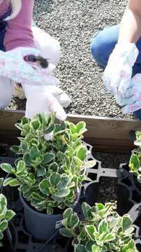 Gardeners pruning variegated euonymus shrub at nursery