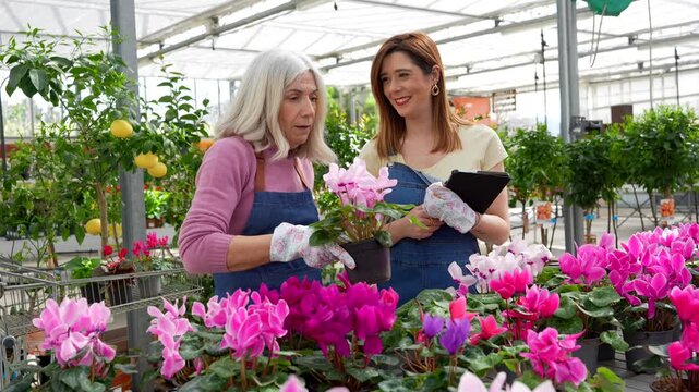 Florist team collaborating on cyclamen care in greenhouse