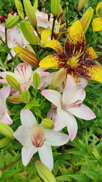 Lily flowers in the garden, summer and flowers