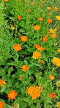 Calendula flowers in the garden