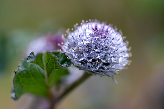Round burdock seed head opening into a purple flower