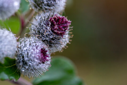 Cluster of burdock burrs with deep purple blossoms