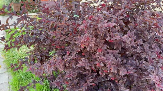 An average shot of an ornamental barberry shrub with dense maroon foliage planted in a flower bed next to a brick building. The reddish-purple foliage grows thickly