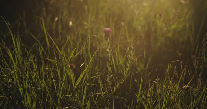 Cinematic summer meadow close-up with thistle wildflowers and tall grass glowing in golden solstice light, dreamy lens flare, shallow focus and a sunny midsummer atmosphere of seasonal natural beauty.