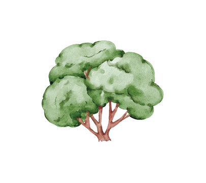 broccoli isolated on white background