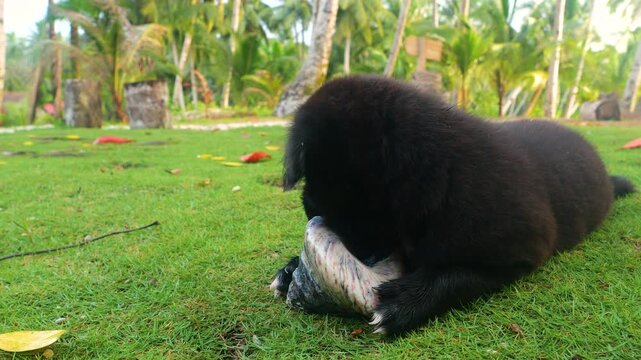 CLOSE UP: Soft black puppy lies on the green grass, focused on large shell in a lush island setting. Gentle and playful moment of a cute doggy, framed by tropical palm trees and warm natural light.