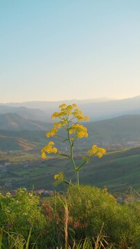 Wild fennel overlooks a valley in Calabria hills