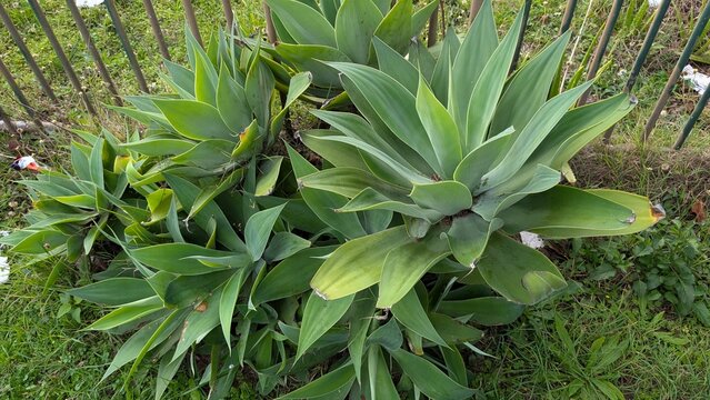 Foxtail Agave (Agave attenuata