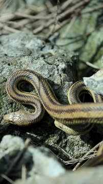 Gorgeous Yellow Rat Snake Courtship Mating Pair
