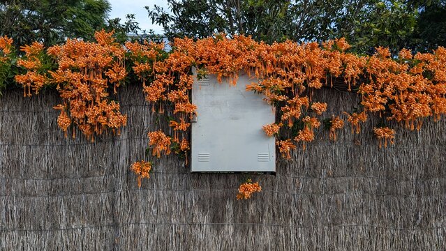 PYROSTEGIA Orange Trumpet Vine with title placeholder 
