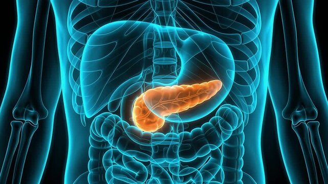 3D Medical Animation of Highlighted Pancreas with Glowing Orange Red Inflammation Surrounded by Liver Stomach Intestines and Digestive Organs Inside Transparent X-Ray Style Human Abdomen