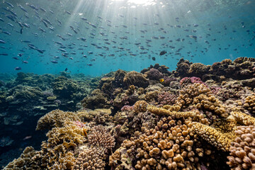 A pristine, diverse, healthy, shallow, coral reef ecosystem in the Red Sea, wide angle © Viktor