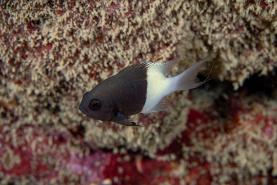 A damsel fish in the Red Sea, closeup