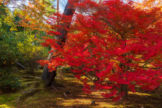 日本の風景・秋　京都　嵯峨嵐山　紅葉の宝厳院　獅子吼の庭