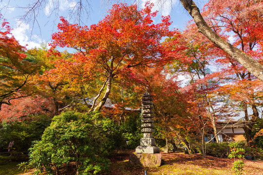 日本の風景・秋　京都　嵯峨嵐山　紅葉の宝厳院　獅子吼の庭
