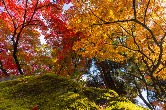 日本の風景・秋　京都　嵯峨嵐山　紅葉の宝厳院　獅子吼の庭