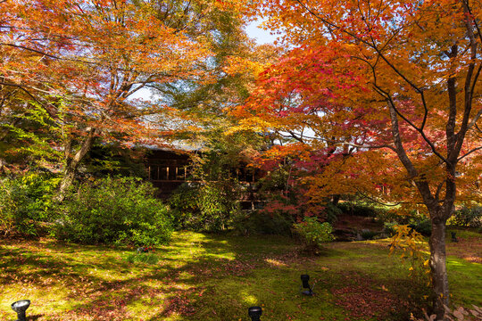 日本の風景・秋　京都　嵯峨嵐山　紅葉の宝厳院　獅子吼の庭