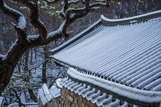 Traditional Korean temple tiled roofs and an earthen stone wall covered with winter snow under a pine tree.