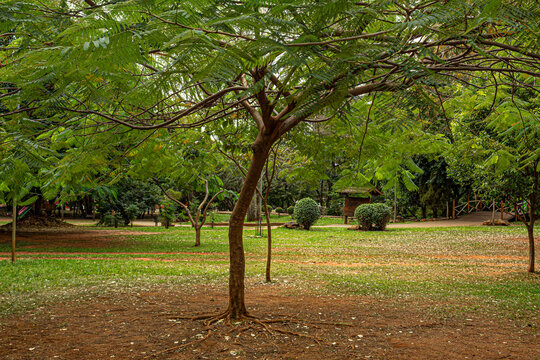 Uma &aacute;rvore delicada, com tronco fino, no centro de um parque muito arborizado.