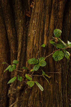 Detalhe de um tronco de &aacute;rvore com um ramo com folhas verdes e frescas.