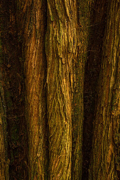 Quadro cheio de detalhe de alguns troncos cheios de veios de &aacute;rvores em bosque. Imagem vertical.