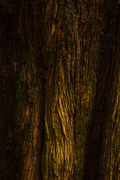 Quadro cheio de detalhe de alguns troncos cheios de veios de &aacute;rvores em bosque. Imagem vertical.