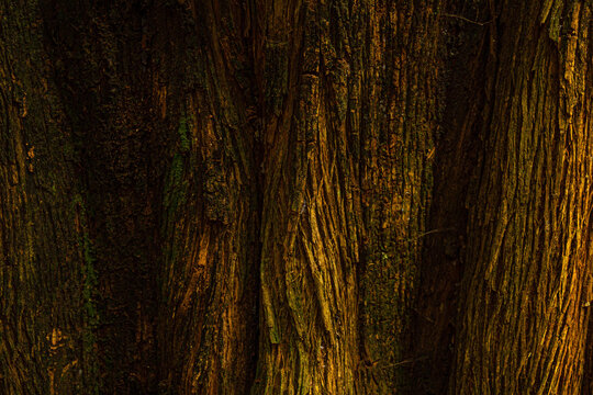 Quadro cheio de detalhe de alguns troncos cheios de veios de &aacute;rvores em bosque. Imagem horizontal