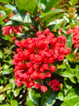 Florescimento primaveril de arbusto ornamental tropical em &aacute;rea externa de paisagismo