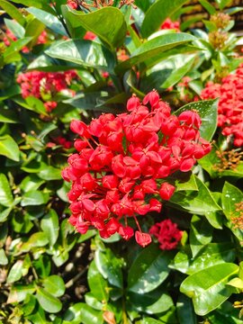 Agrupamento denso de pequenas flores vermelhas de Ixora contrastando com folhas verdes de jardim