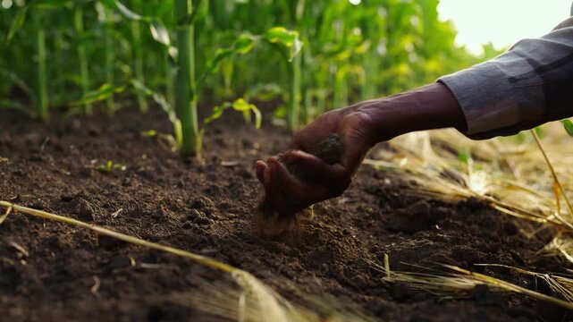 Close-up of a farmer collecting soil from his field, symbolizing sustainable agriculture, crop health, farming expertise and rural work.