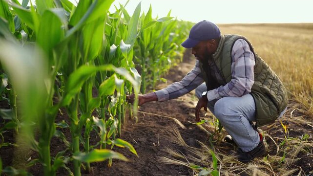 A man is crouched down in a corn field examining the soil and plants. The sun is setting, casting warm light over the rows of corn. He is focused on his work.
