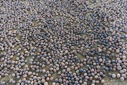 chu&ntilde;o production: potatoes laid out on the grass in the Andes Mountains outdoors to freeze and turn into chu&ntilde;o