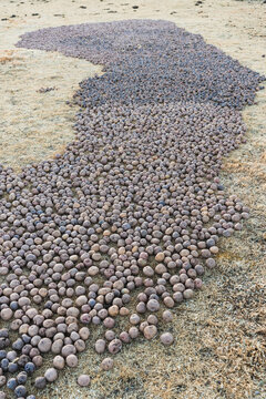 chu&ntilde;o production: potatoes laid out on the grass in the Andes Mountains outdoors to freeze and turn into chu&ntilde;o
