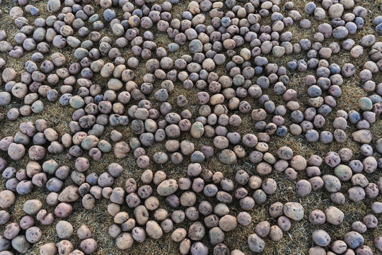 chu&ntilde;o production: potatoes laid out on the grass in the Andes Mountains outdoors to freeze and turn into chu&ntilde;o