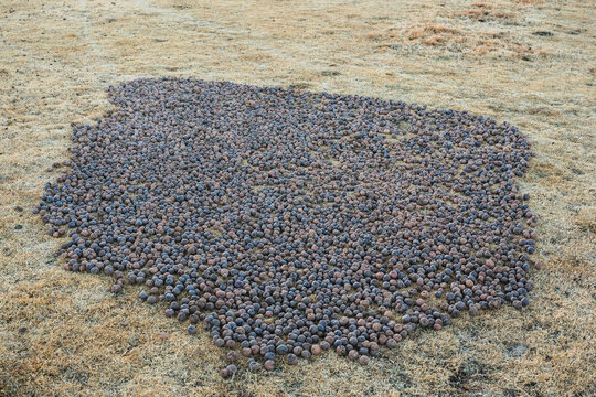chu&ntilde;o production: potatoes laid out on the grass in the Andes Mountains outdoors to freeze and turn into chu&ntilde;o