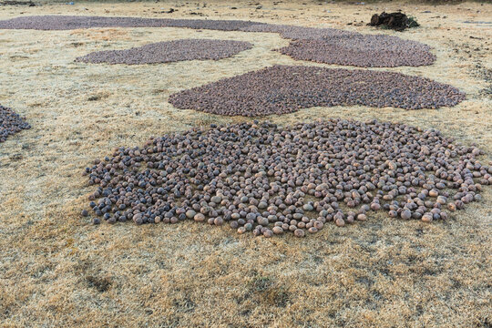 chu&ntilde;o production: potatoes laid out on the grass in the Andes Mountains outdoors to freeze and turn into chu&ntilde;o