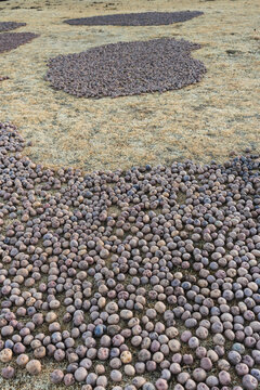 chu&ntilde;o production: potatoes laid out on the grass in the Andes Mountains outdoors to freeze and turn into chu&ntilde;o