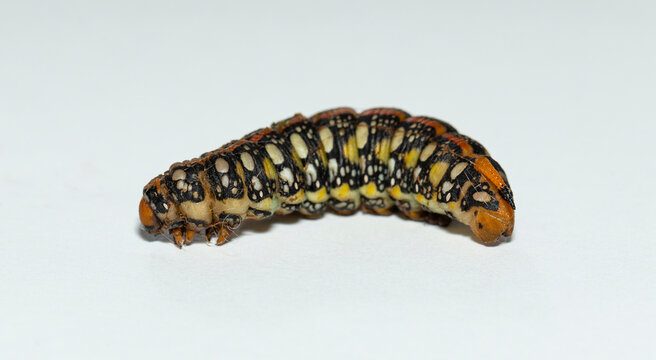 Hyles euphorbiae, the spurge hawk-moth, is a European moth of the family Sphingidae. Metamorphosis of the caterpillar before pupation.