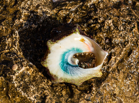 Tectus dentatus, common name toothed top shell, is a species sea snail, marine gastropod mollusk in the family Tegulidae.