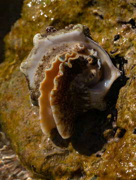Tectus dentatus, common name toothed top shell, is a species sea snail, marine gastropod mollusk in the family Tegulidae.