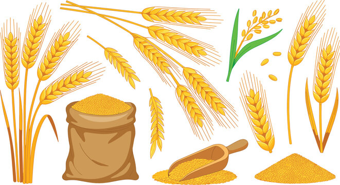 Wheat and grain harvest set featuring golden cereal ears stalks a flour sack scoop and piles for agricultural branding bakery packaging design and organic farming icons.