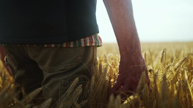 Cinematic close-up of a farmer moving through a wheat field with his hand grazing the crop, symbolizing agriculture, nature, harvest and countryside life.
