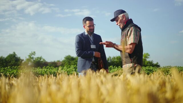 Senior farmer showing a crop sample to a business representative in a wheat field, discussing harvest quality, agricultural investment, farm financing and crop production.