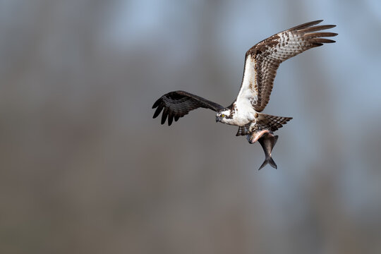 Majestic Osprey in flight while catching a fish over the water. Dynamic wildlife action showcasing the hunting skills, powerful talons, and natural behavior of this iconic bird 