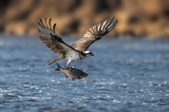 Majestic Osprey in flight while catching a fish over the water. Dynamic wildlife action showcasing the hunting skills, powerful talons, and natural behavior of this iconic bird 