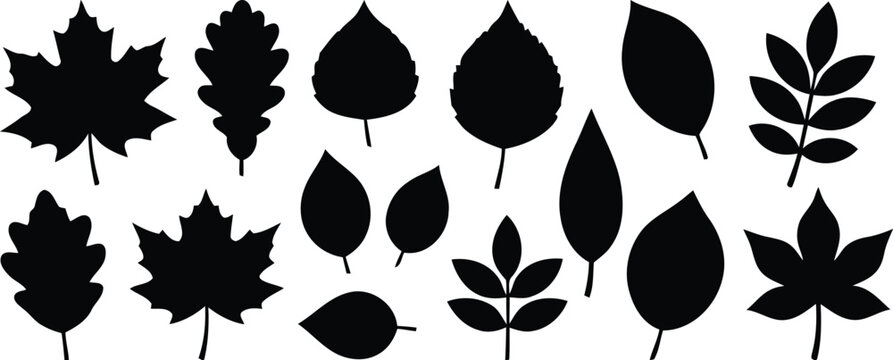 Black silhouette collection of diverse leaf shapes for autumn and botanical design elements
