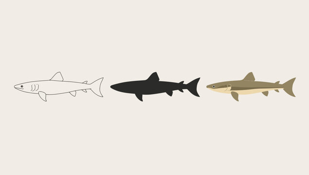 Evolution of shark illustration from outline to detailed design
