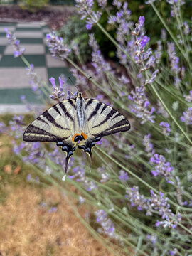 Close Up of Scarce Swallowtail Butterfly on Blooming Lavender